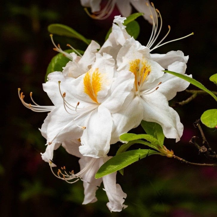 Best Plants for Butterflies & Bees